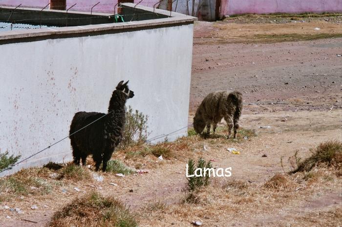 Click on the photo for the original